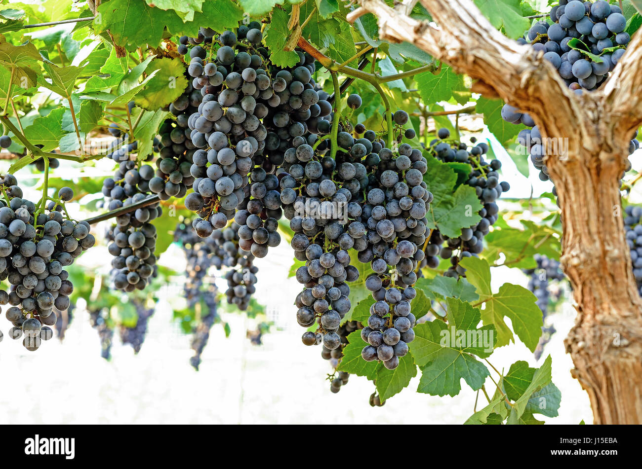 bunch of grape with green leave in the garden Stock Photo Alamy