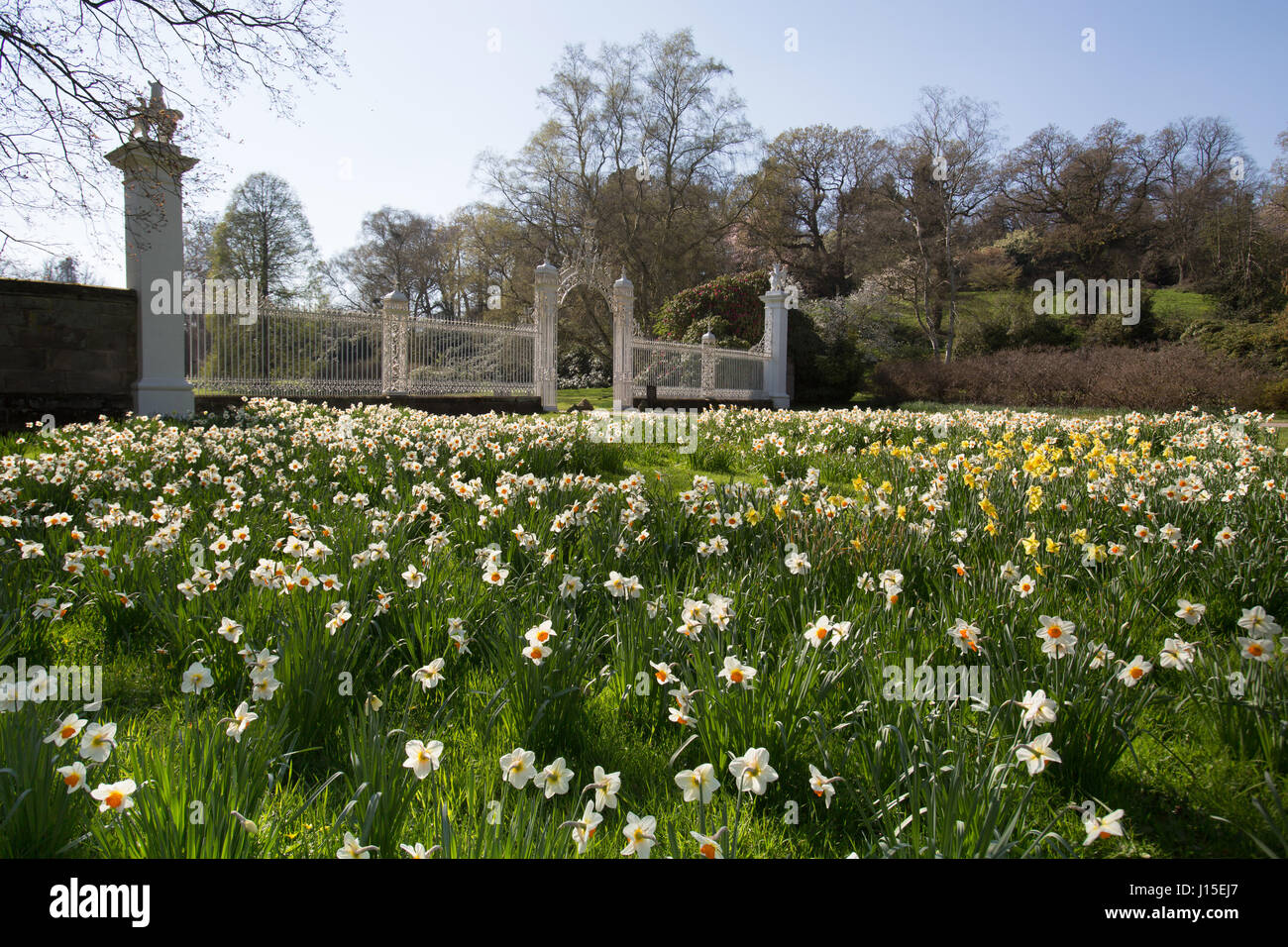 Cholmondeley Castle Gardens. Spring view of the 18th century Grade II* listed Robert Bakewell gates at Cholmondeley Castle. Stock Photo