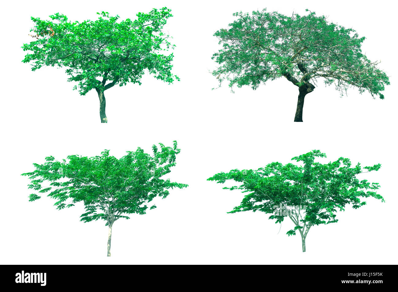 Isolated tree on white background Stock Photo - Alamy