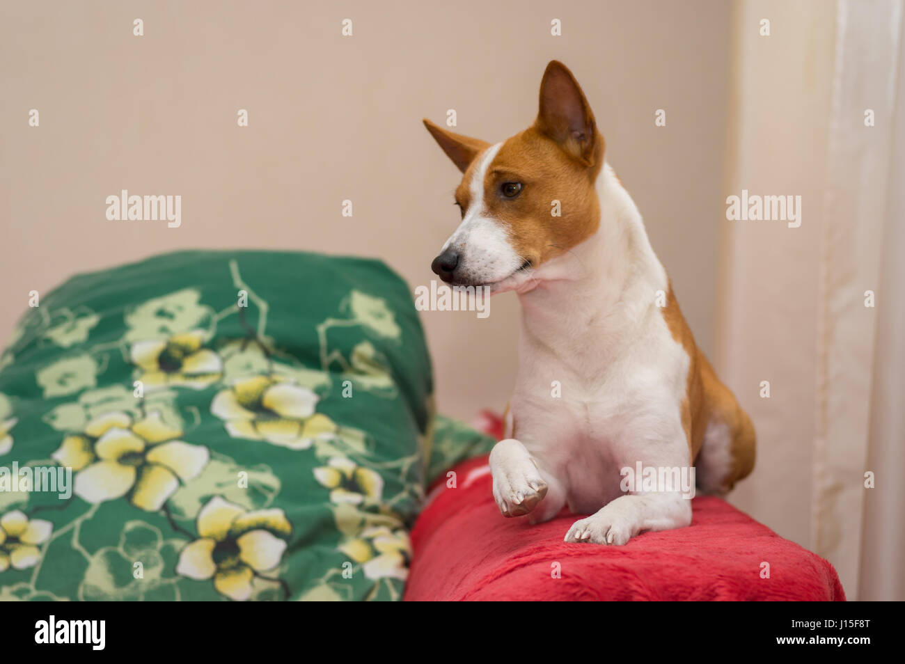 Indoor portrait of royal basenji lying on red bedspread and giving its ...