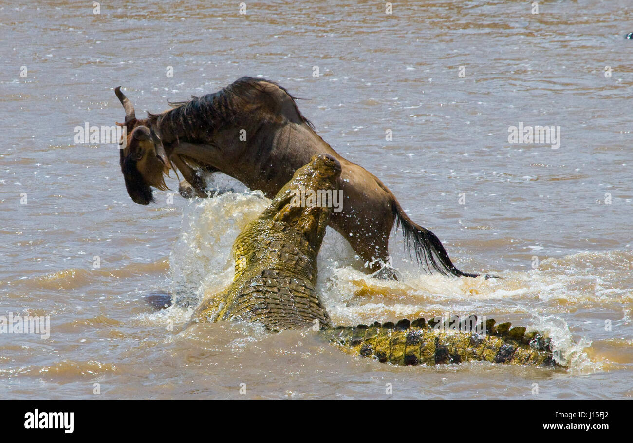 Crocodile attack wildebeest in the Mara river. Great Migration. Kenya. Tanzania. Masai Mara National Park. Stock Photo