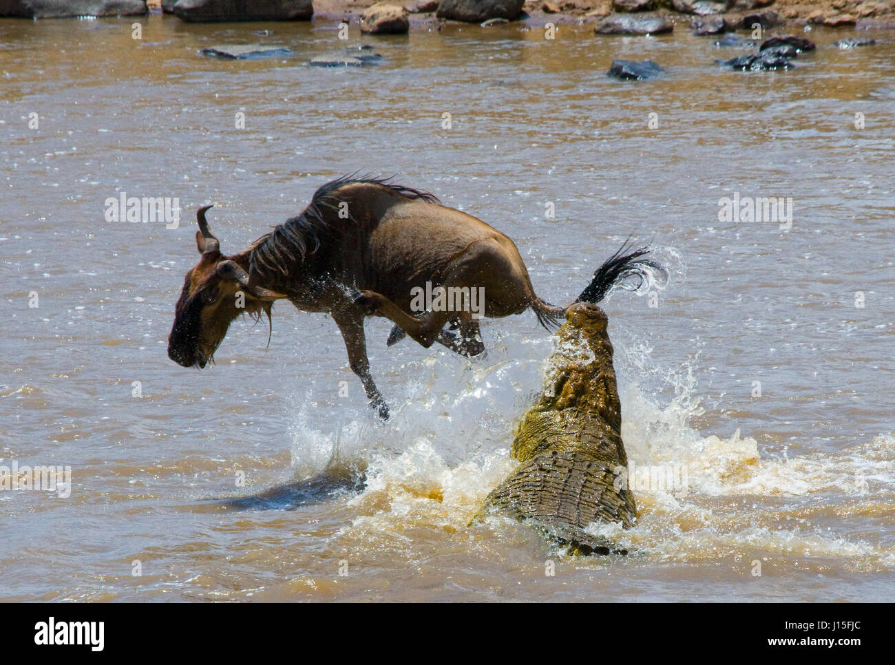 Crocodile attack wildebeest in the Mara river. Great Migration. Kenya. Tanzania. Masai Mara National Park. Stock Photo