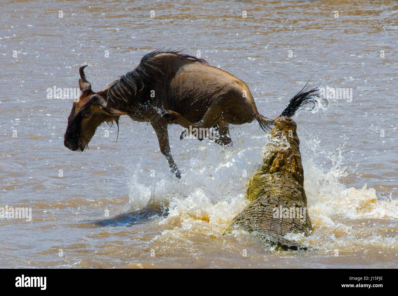 Crocodile attack wildebeest in the Mara river. Great Migration. Kenya. Tanzania. Masai Mara National Park. Stock Photo