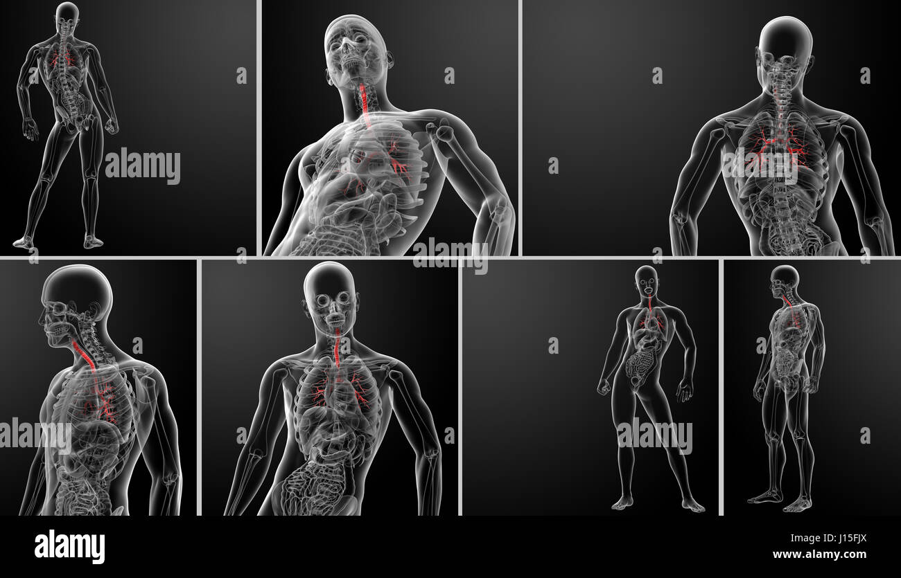 3d rendering lungs with visible bronchi Stock Photo