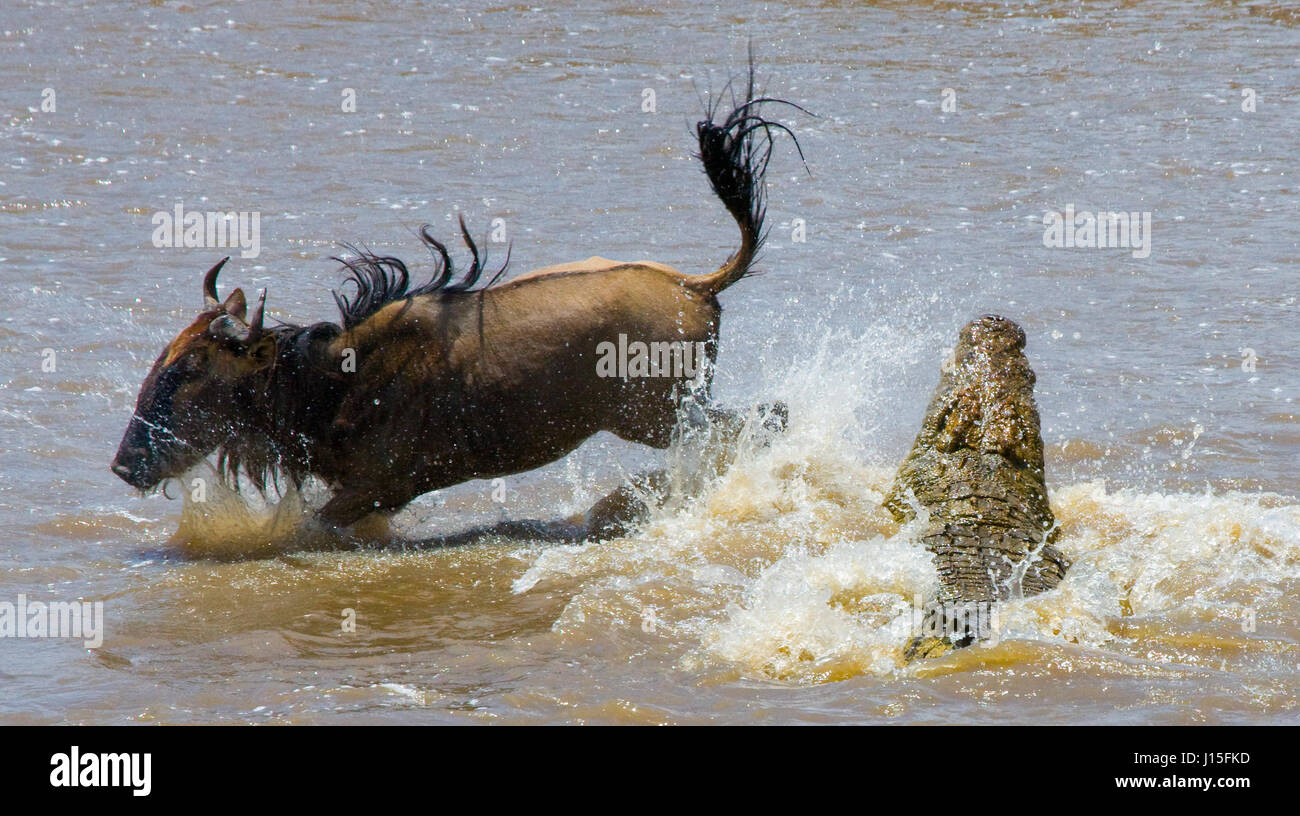 Crocodile attack wildebeest in the Mara river. Great Migration. Kenya. Tanzania. Masai Mara National Park. Stock Photo
