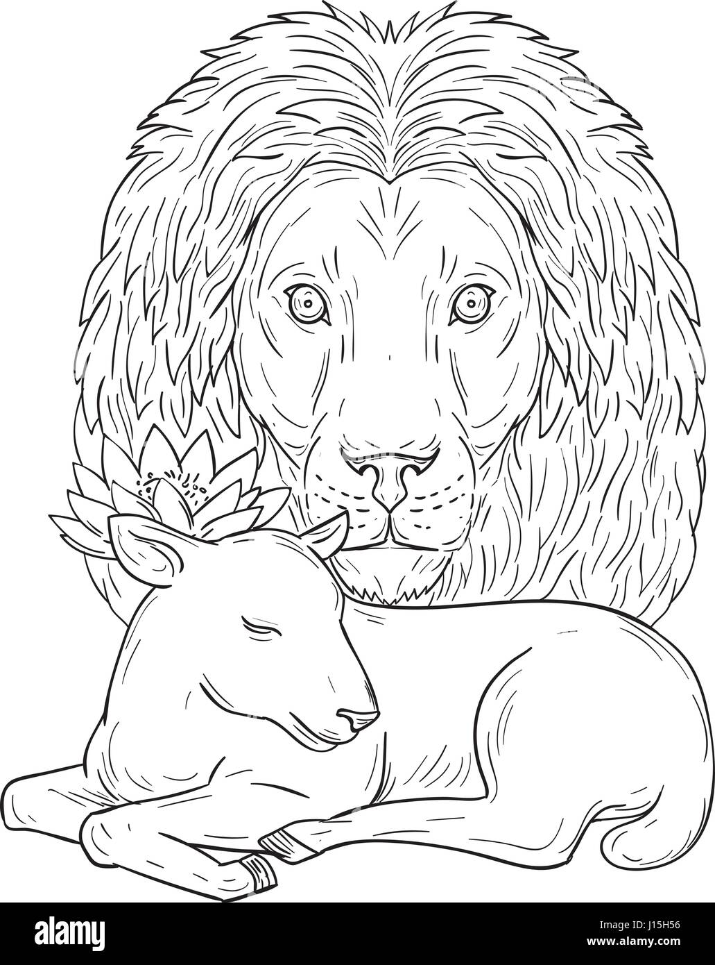 Drawing sketch style illustration of a lion head watching over a sleeping lamb viewed from front set on isolated white background. Stock Vector