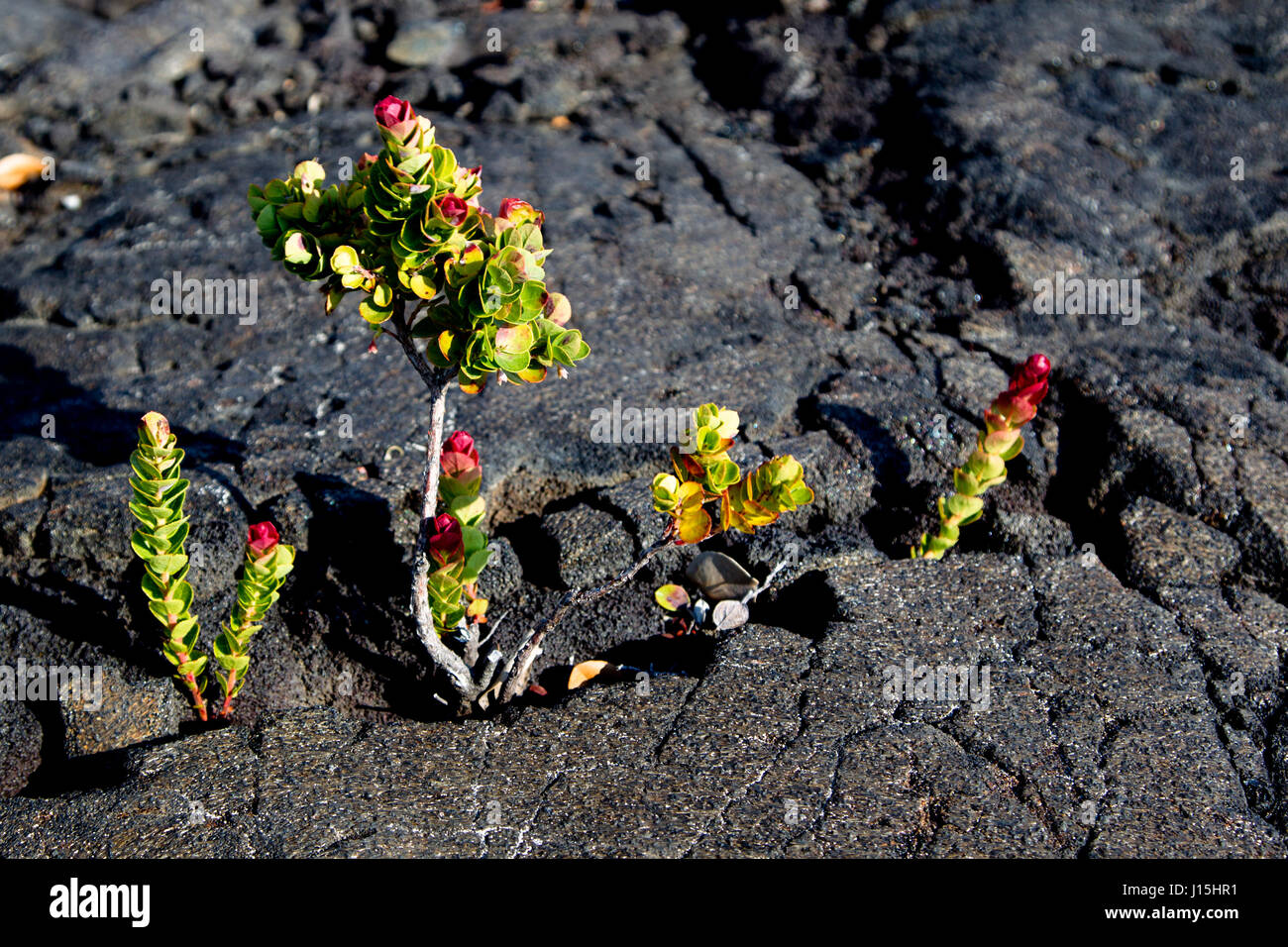 A green plant grows between black lava rocks in the Hawaii Volcanoes National Park on Big Island, Hawaii, USA. Stock Photo