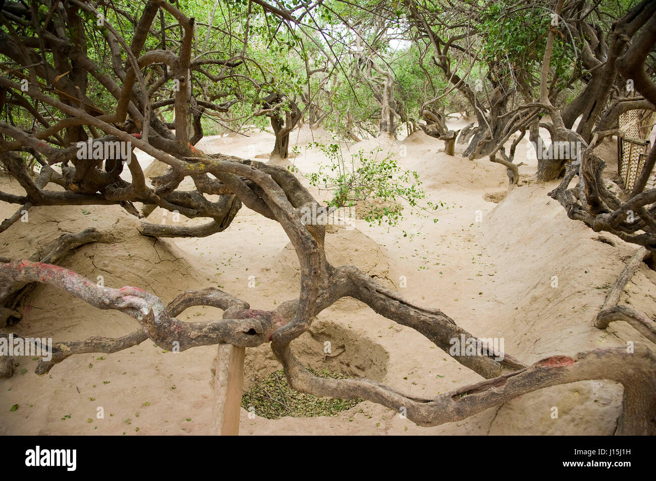 Tree in nidhivan, vrindavan, uttar pradesh, india, asia Stock Photo