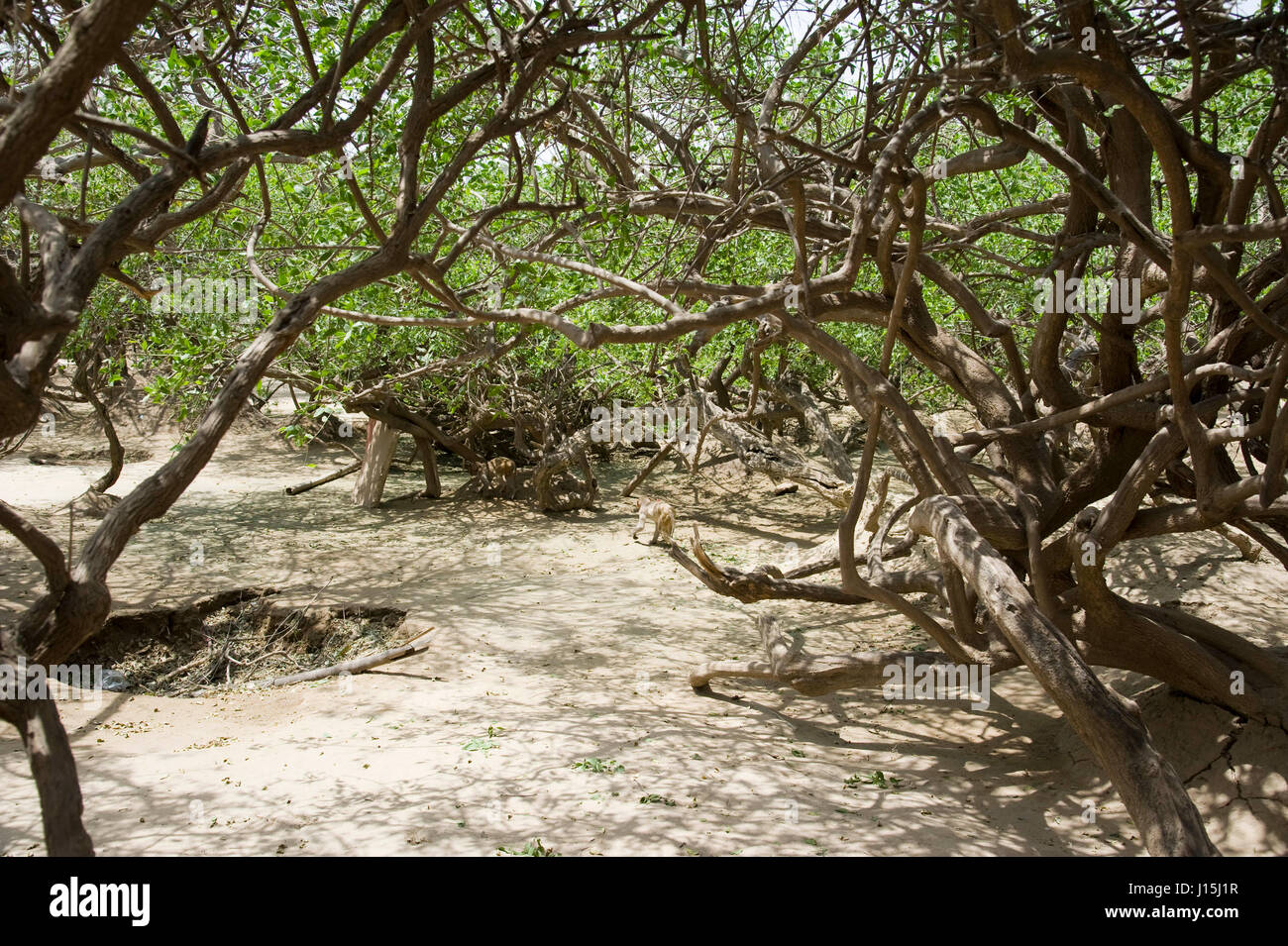 Akm 253607 hi-res stock photography and images - Alamy