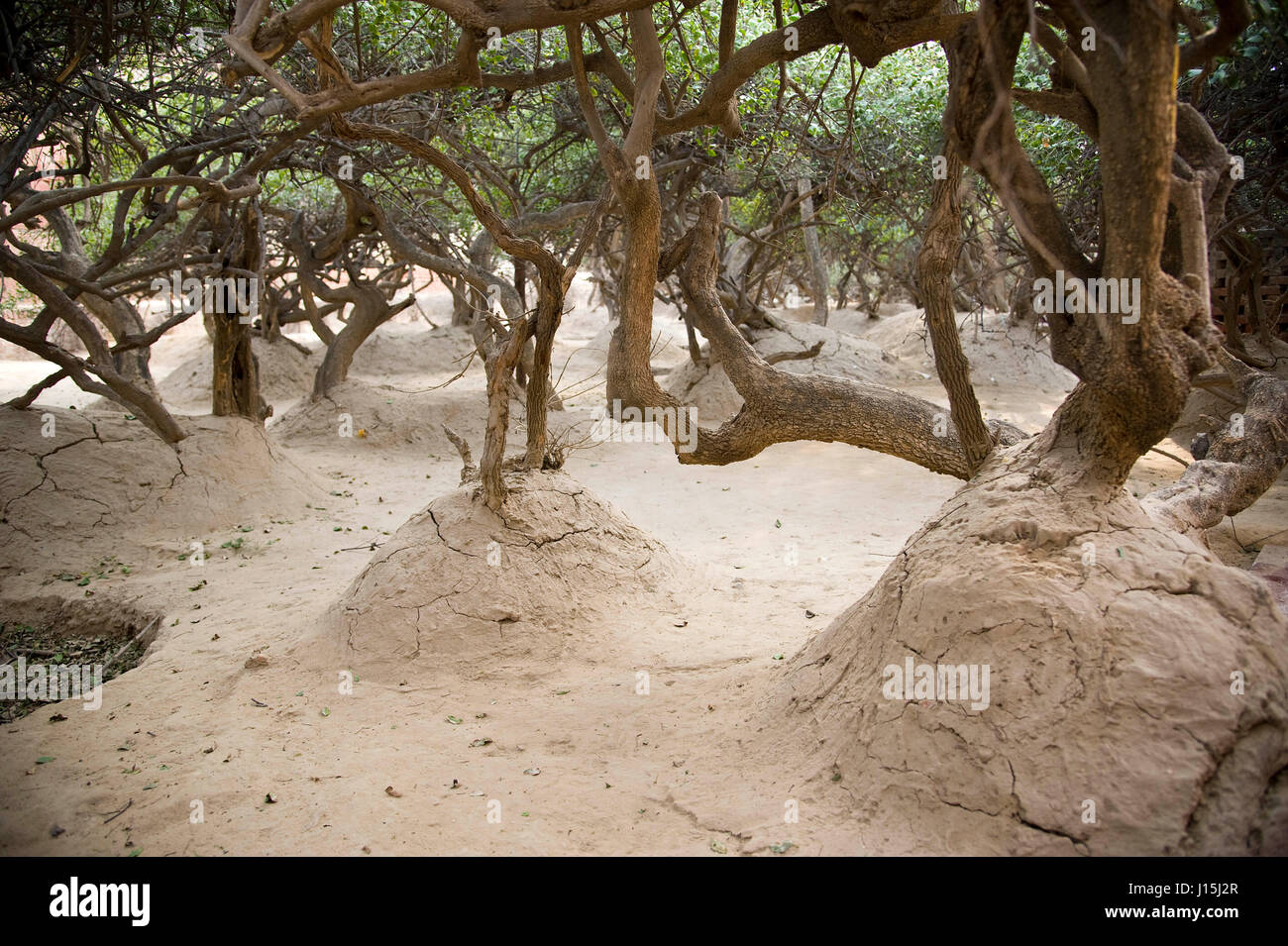 Tree in nidhivan, vrindavan, uttar pradesh, india, asia Stock Photo