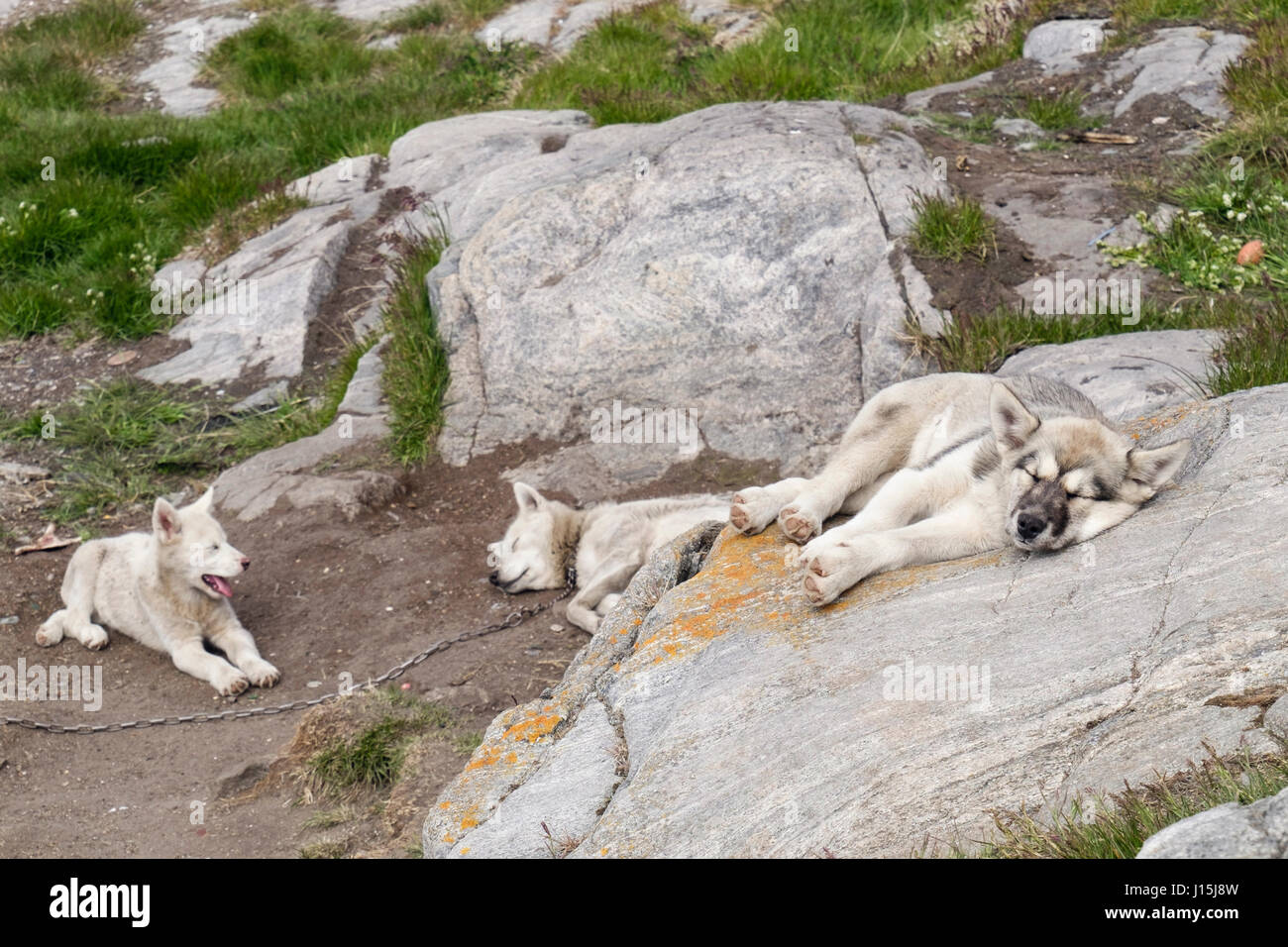 Greenland Husky (Canis lupus familiaris borealis) chained outside with two unchained puppies in summer. Itilleq, Qeqqata, Greenland. Stock Photo