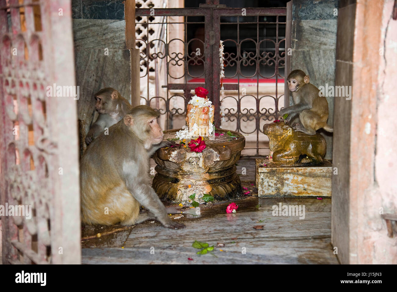Shivling in temple, vishram ghat, mathura, uttar pradesh, india, asia Stock Photo