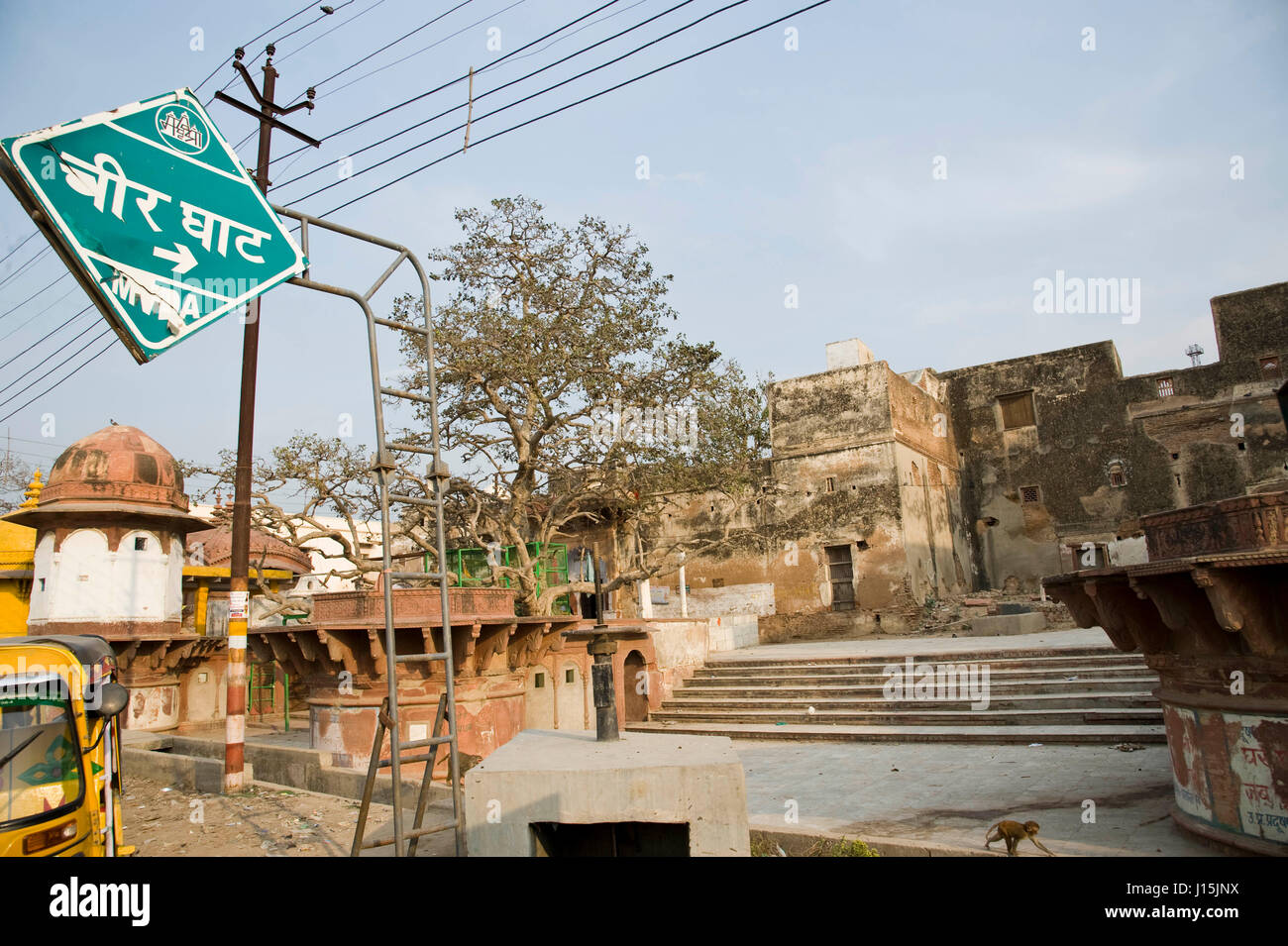 Kadamba tree in vrindavan, uttar pradesh, india, asia Stock Photo