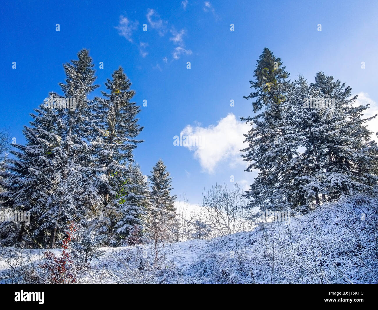 Pine trees in winter at blue sky background Stock Photo - Alamy