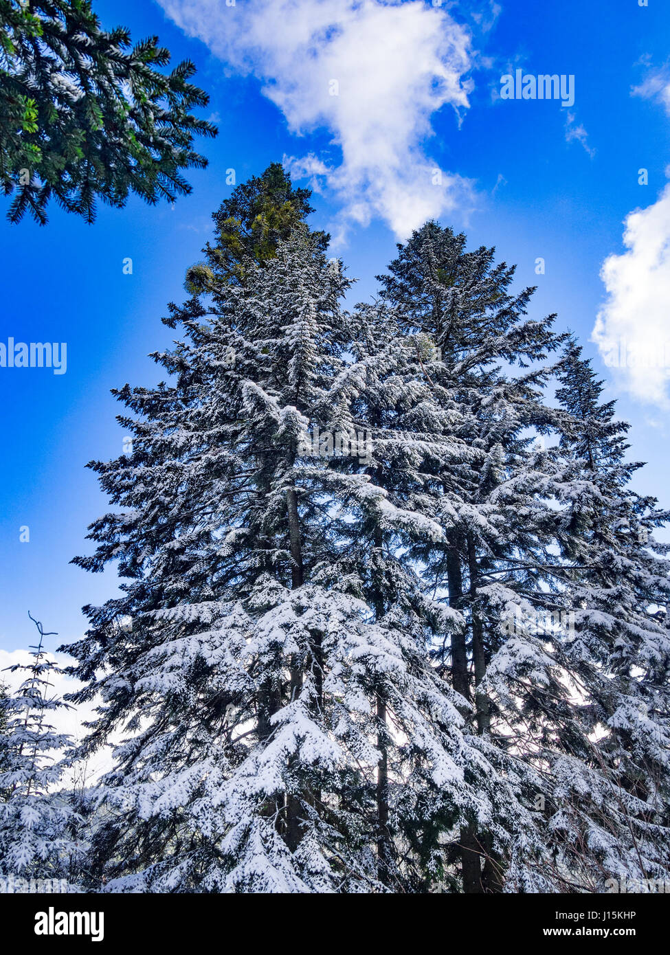 Pine tree covered with snow at blue sky background Stock Photo - Alamy