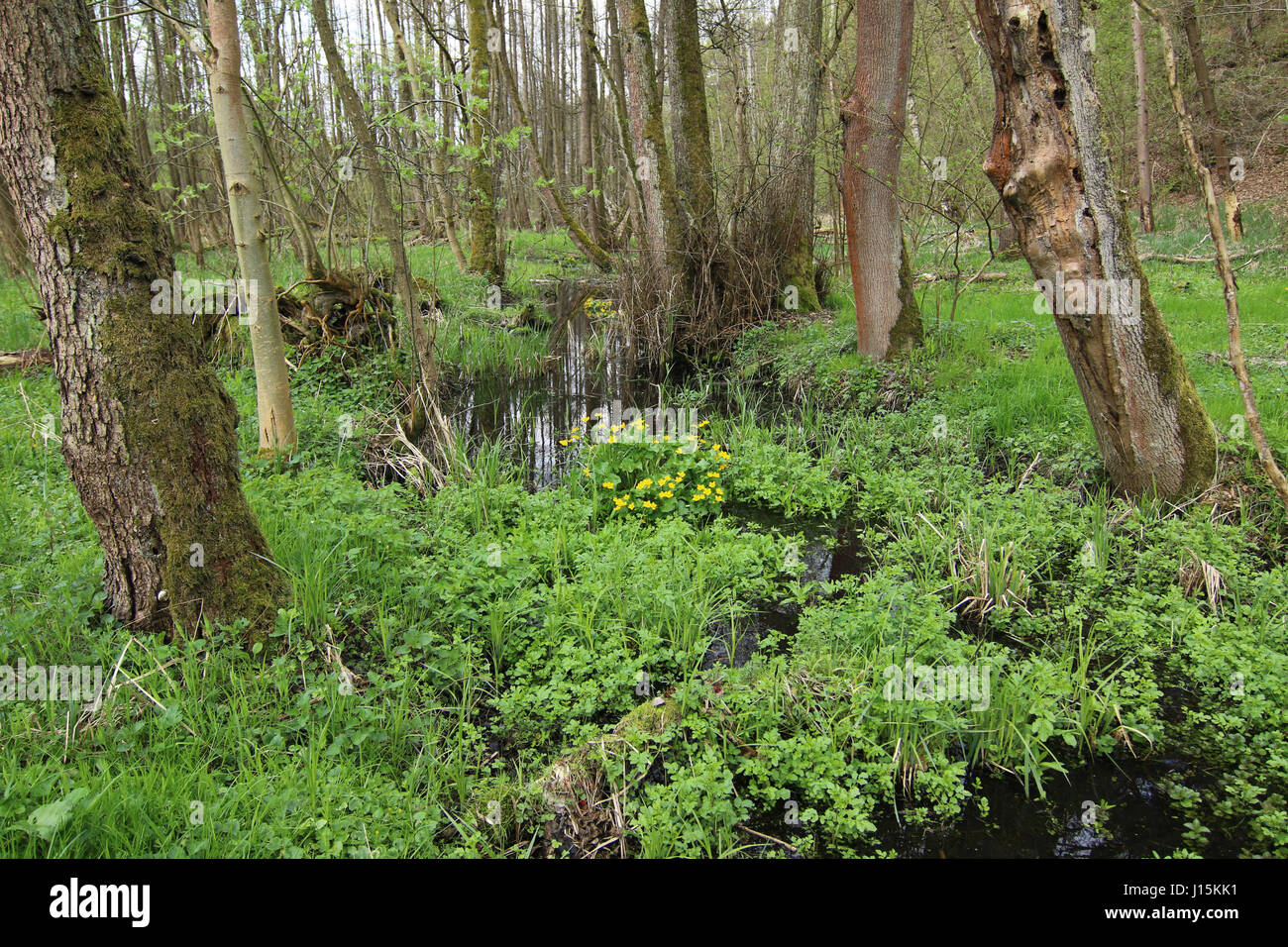 Buttercups in wetlands Stock Photo Alamy