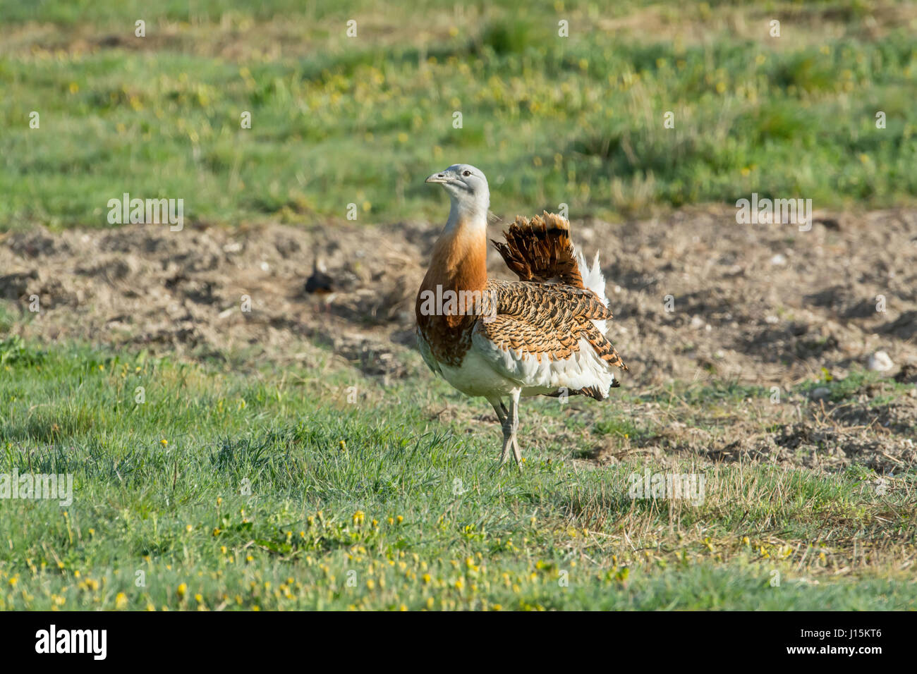 Great bustard (Otis tarda) Stock Photo