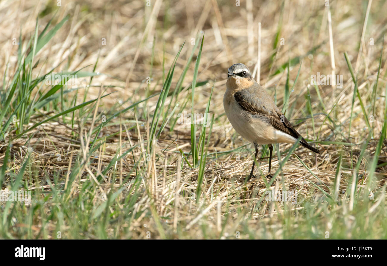 Northern wheatear (Oenanthe oenanthe). Male moulting into breeding plumage. The species is usually known simply as 'wheatear'. Stock Photo