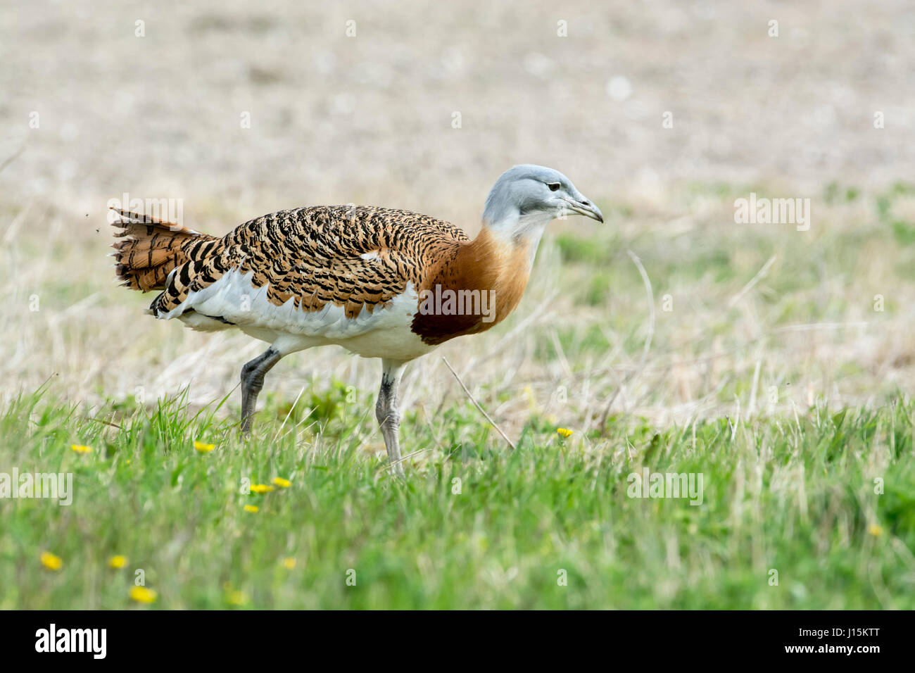 Great bustard (Otis tarda) Stock Photo