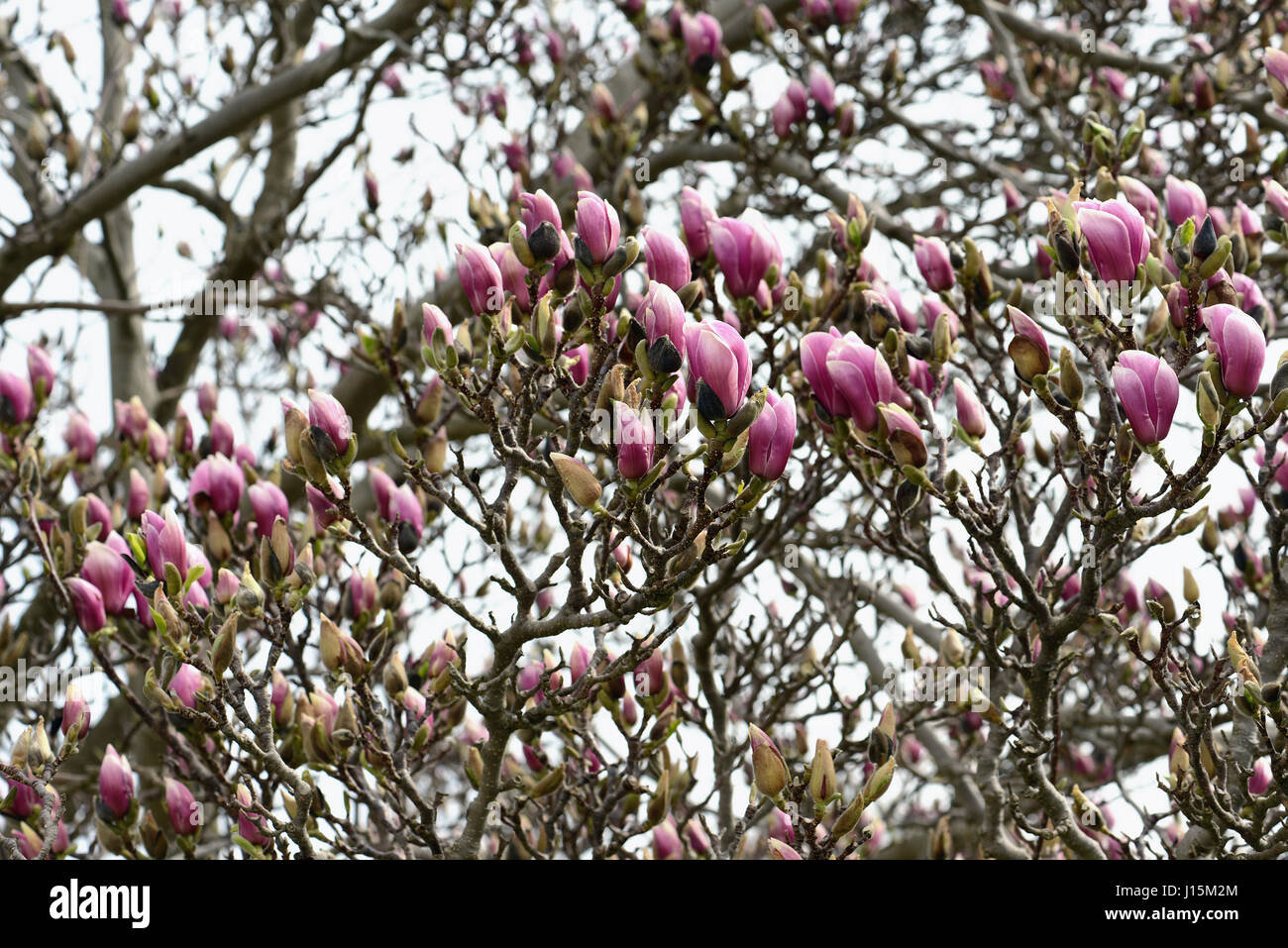 pink magnolia blossom in park Stock Photo - Alamy