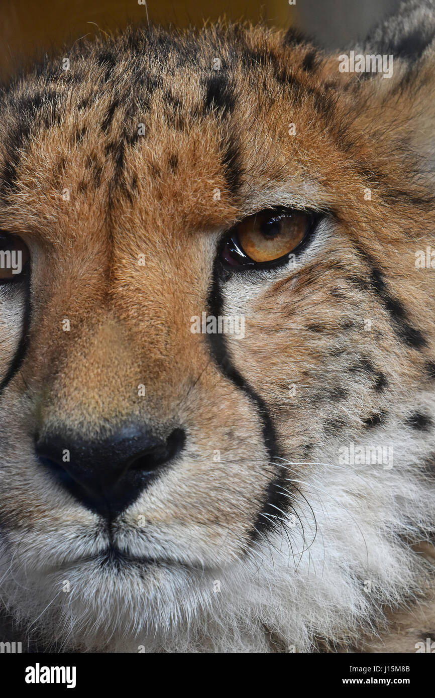 Extreme close up portrait of cheetah (Acinonyx jubatus) looking at camera, low angle view Stock Photo