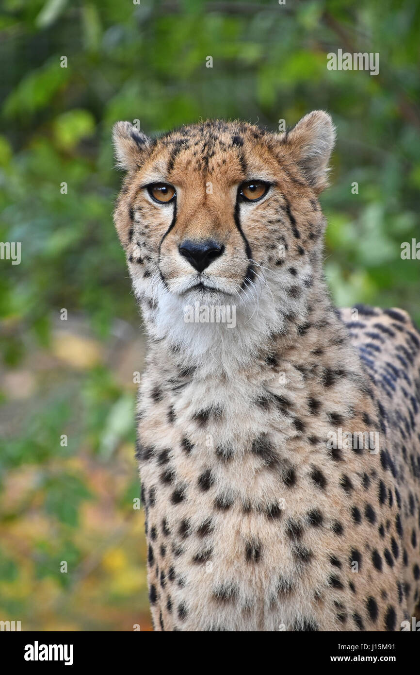 Close up portrait of cheetah (Acinonyx jubatus) looking at camera over green background, low angle view Stock Photo