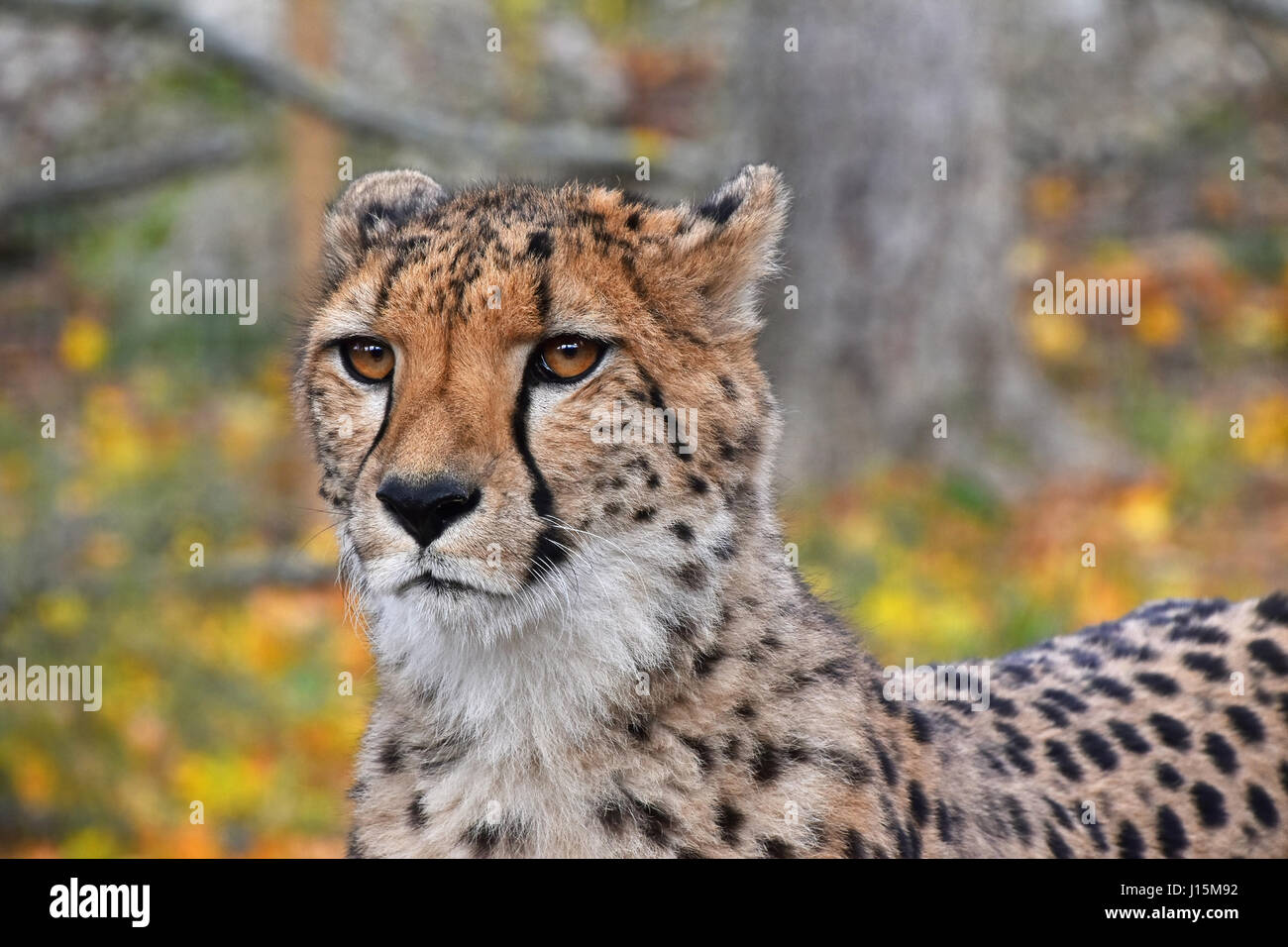 Close up front view portrait of cheetah (Acinonyx jubatus) looking at camera, low angle view Stock Photo