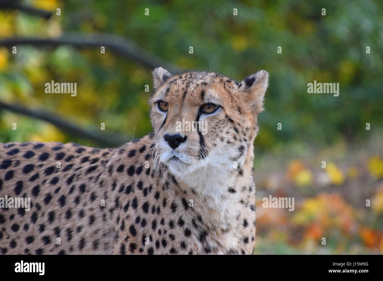 Close up portrait of cheetah (Acinonyx jubatus) looking aside of camera, low angle view Stock Photo