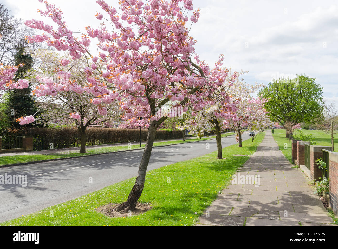 Blossom on trees lining Woodbrooke Road in Bournville, Birmingham Stock Photo
