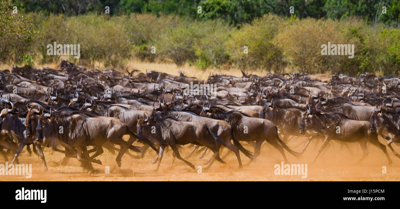 Wildebeests running through the savannah. Great Migration. Kenya. Tanzania. Masai Mara National Park. Stock Photo