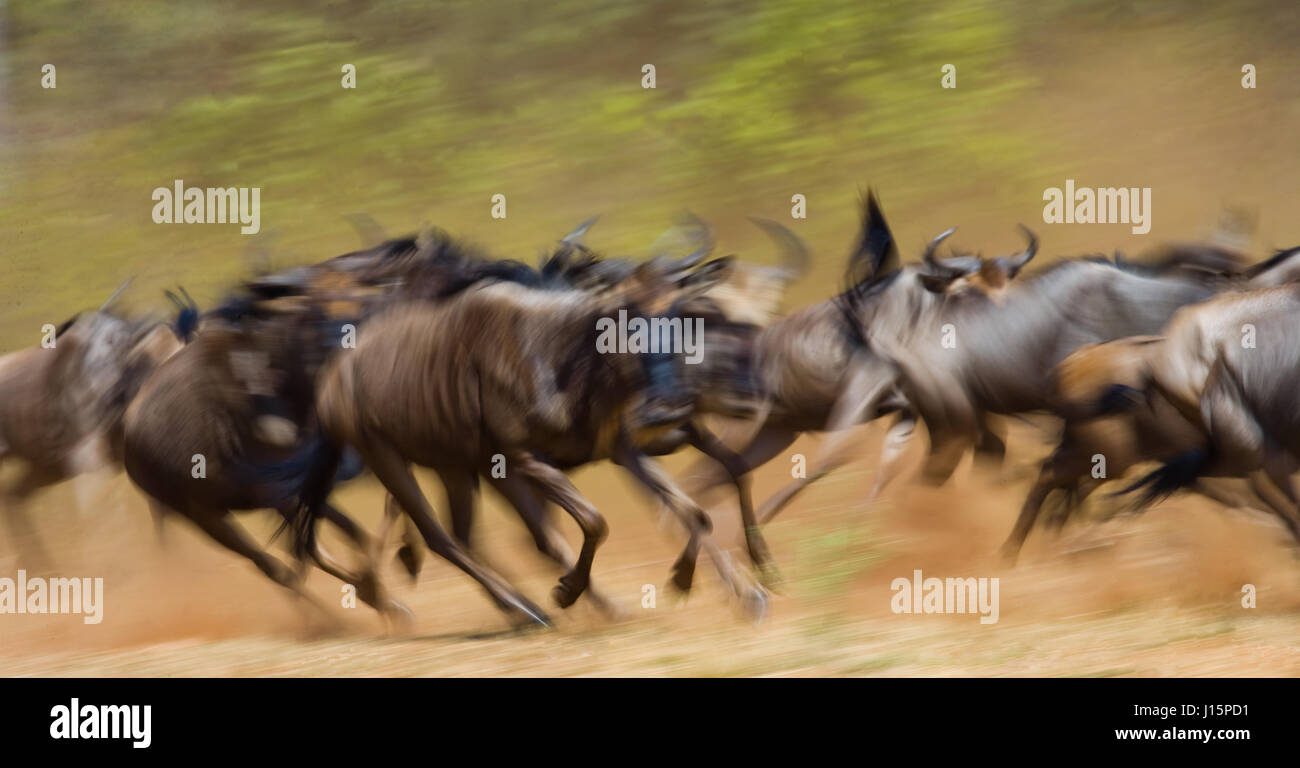 Wildebeests running through the savannah. Great Migration. Kenya. Tanzania. Masai Mara National Park. Motion effect. Stock Photo