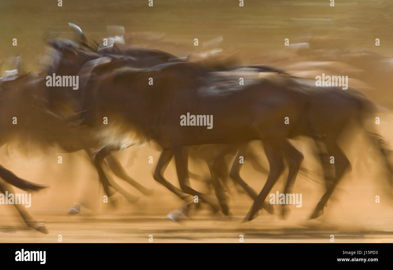 Wildebeests running through the savannah. Great Migration. Kenya. Tanzania. Masai Mara National Park. Motion effect. Stock Photo