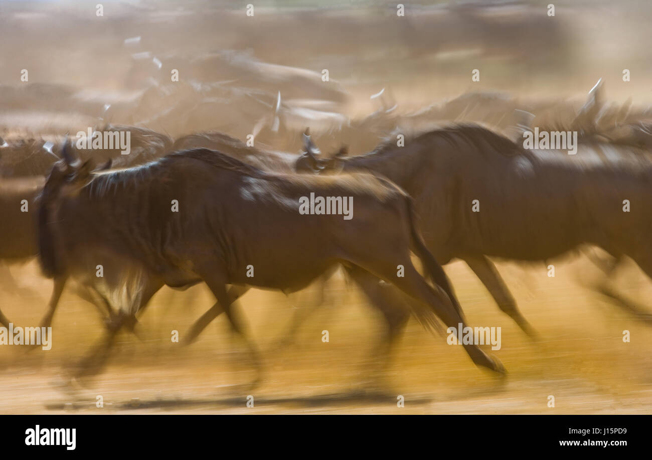 Wildebeests running through the savannah. Great Migration. Kenya. Tanzania. Masai Mara National Park. Motion effect. Stock Photo