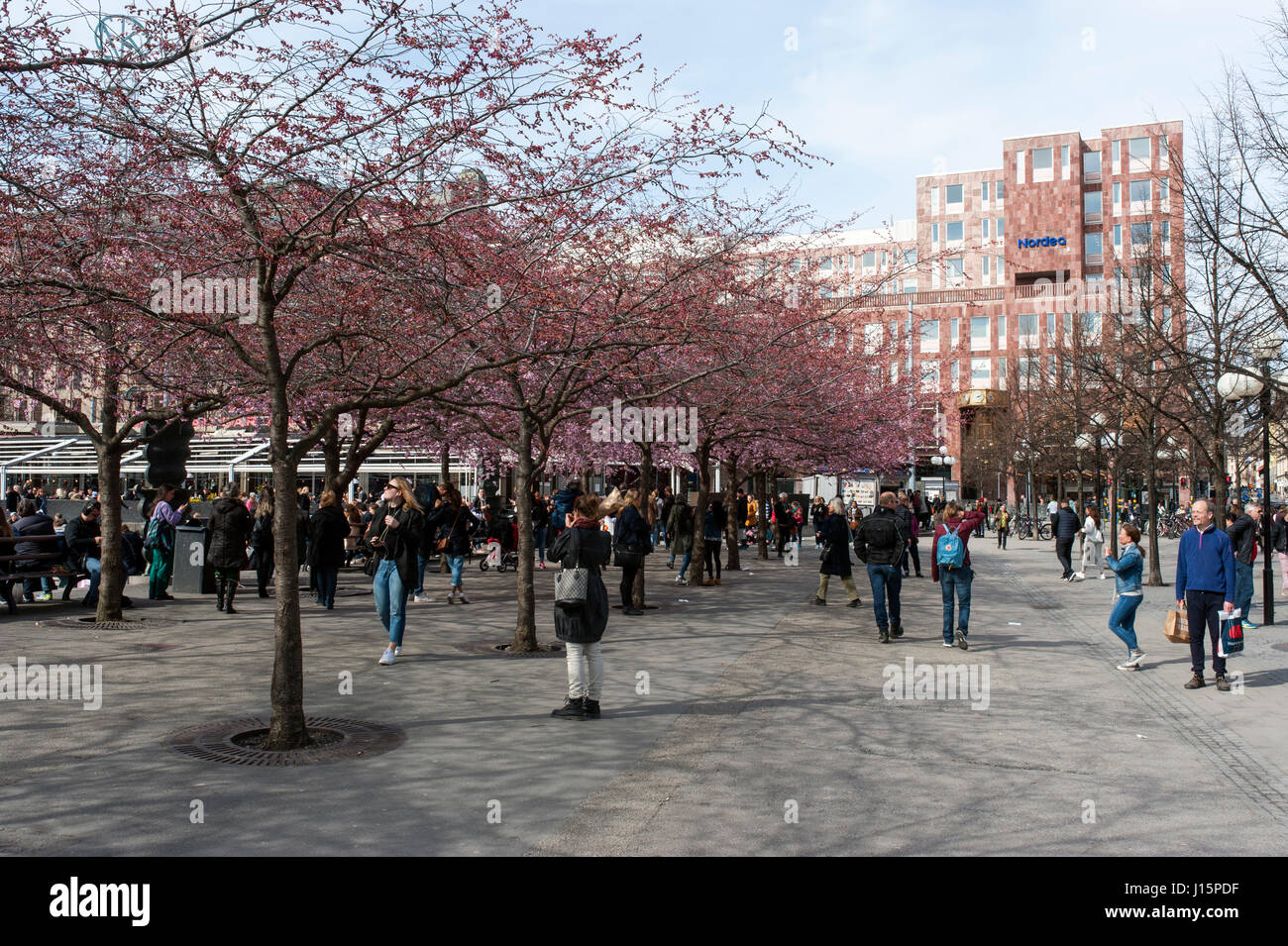 Cherry blossoms at the Kungstradgarden park. Stock Photo