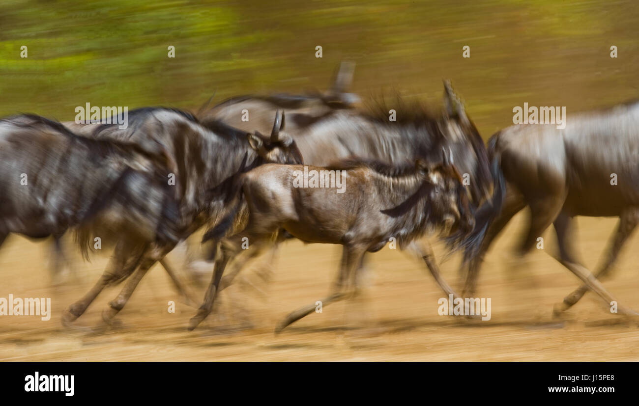 Wildebeests running through the savannah. Great Migration. Kenya. Tanzania. Masai Mara National Park. Motion effect. Stock Photo