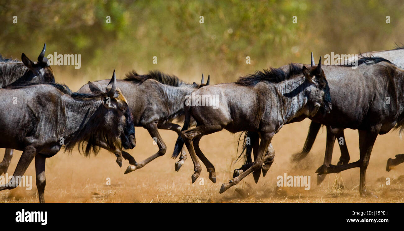 Wildebeests running through the savannah. Great Migration. Kenya. Tanzania. Masai Mara National Park. Stock Photo