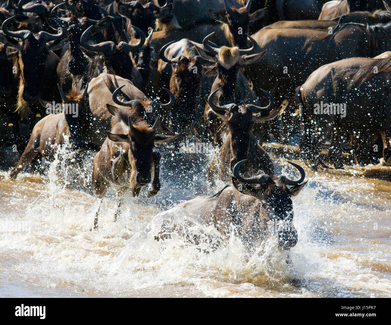wildebeests-are-crossing-mara-river-great-migration-kenya-tanzania