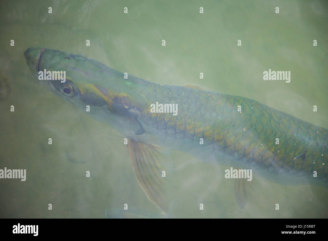 Artistic photo of a Tarpon fish just below the surface, a fly fisherman's dream! Stock Photo