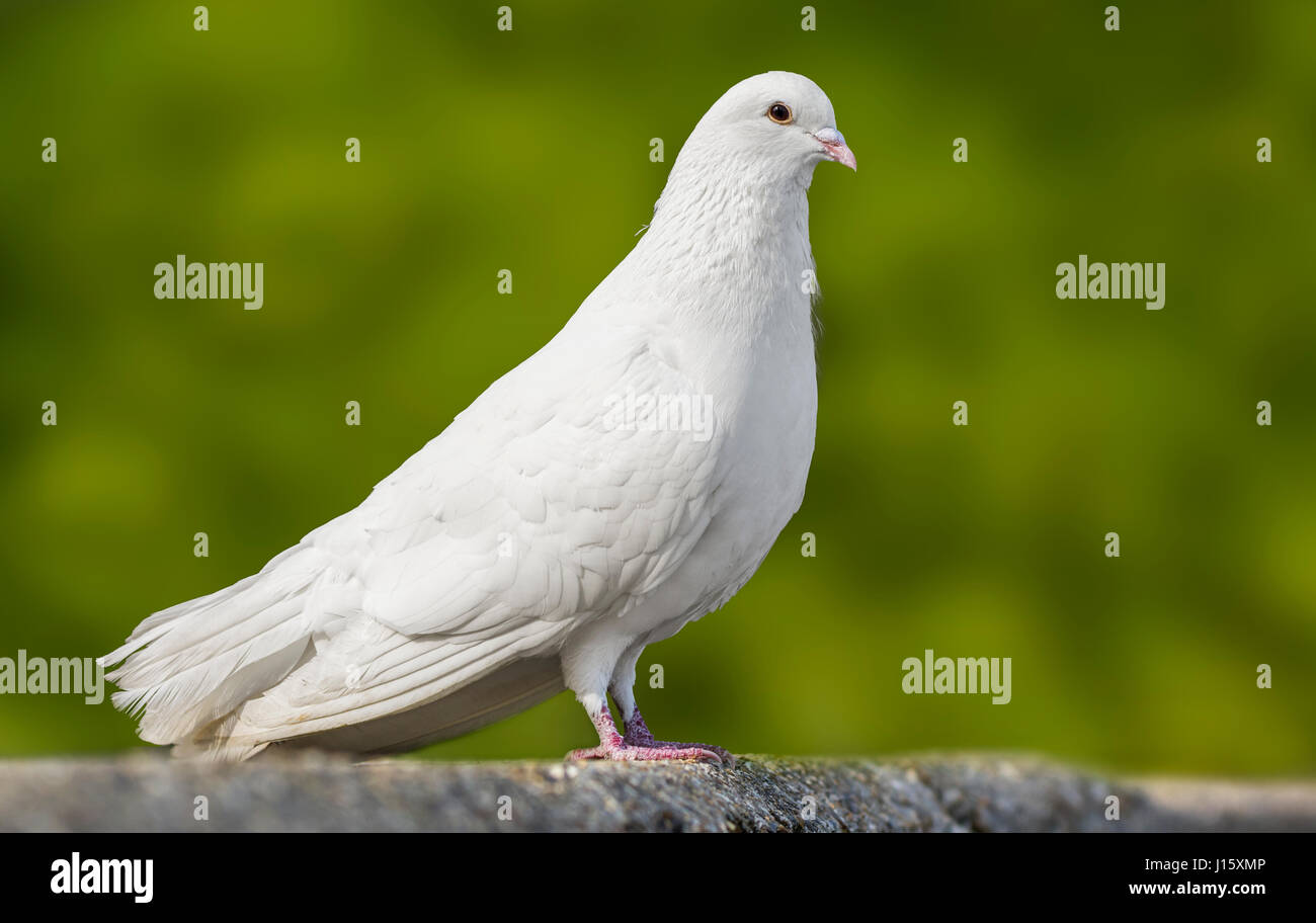 White pigeon. Side view of a White Domestic Pigeon (Columba livia domestica) standing on a ledge, in West Sussex, England, UK. Stock Photo
