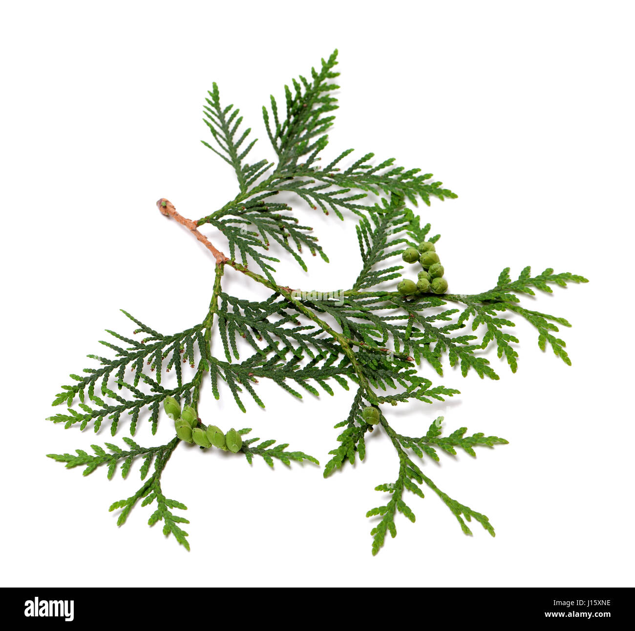 Green arborvitae tree shrub cones Cut Out Stock Images & Pictures - Alamy