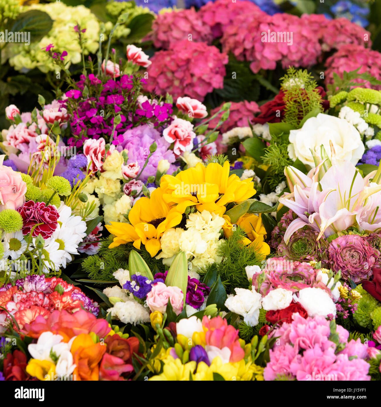 Spring flowers bloom summer hi-res stock photography and images - Alamy