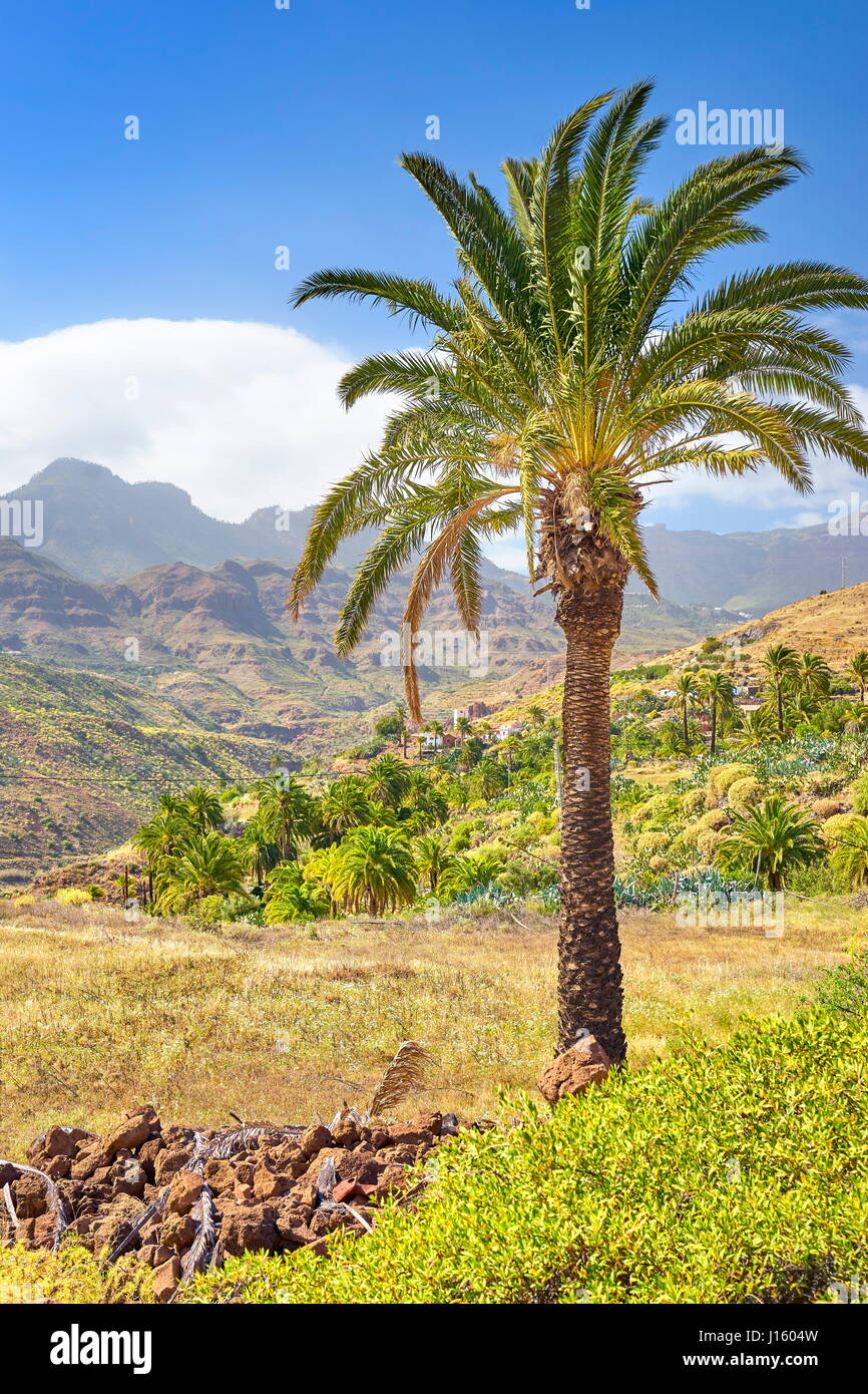 Canarian landscape with palm tree, Gran Canaria, Spain Stock Photo