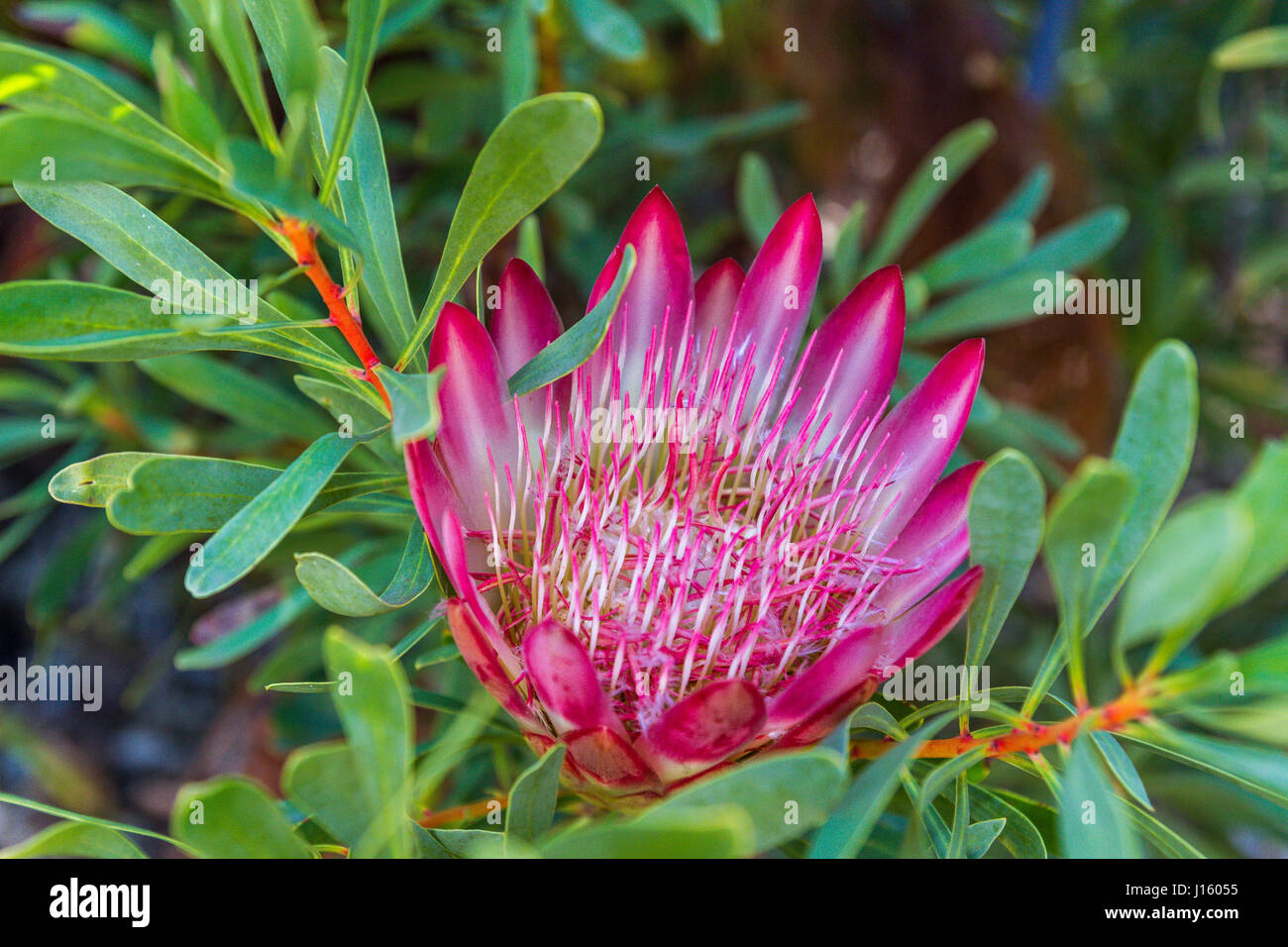 Protea growing on Table Mountain , Cape Town , SA Stock Photo