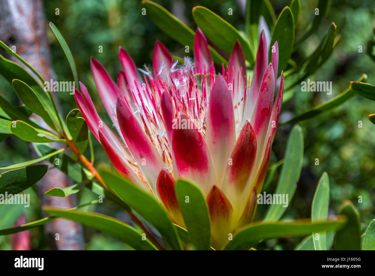 Protea growing on Table Mountain , Cape Town , SA Stock Photo
