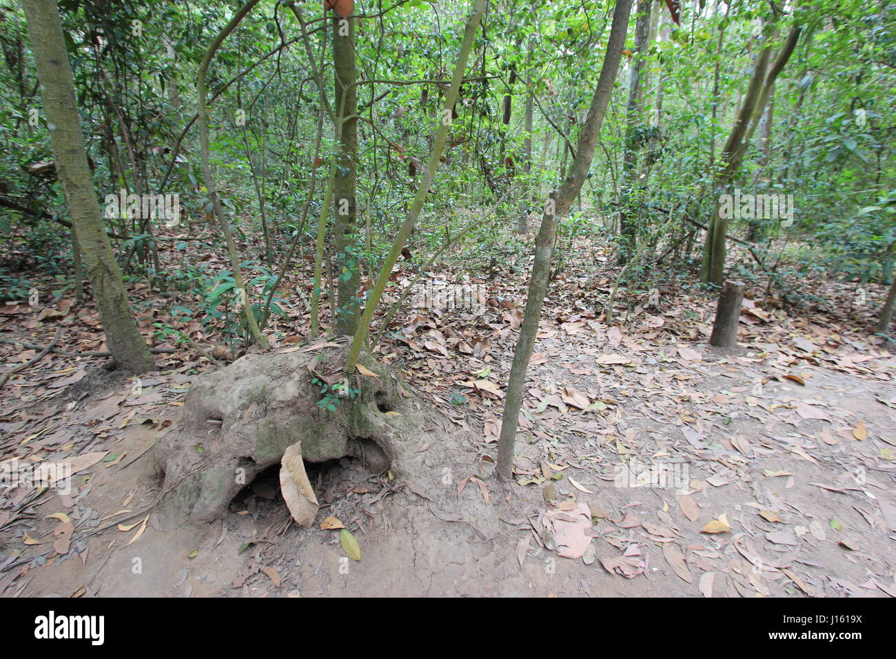 Củ Chi tunnels, Ho Chi Minh City, Vietnam Stock Photo Alamy