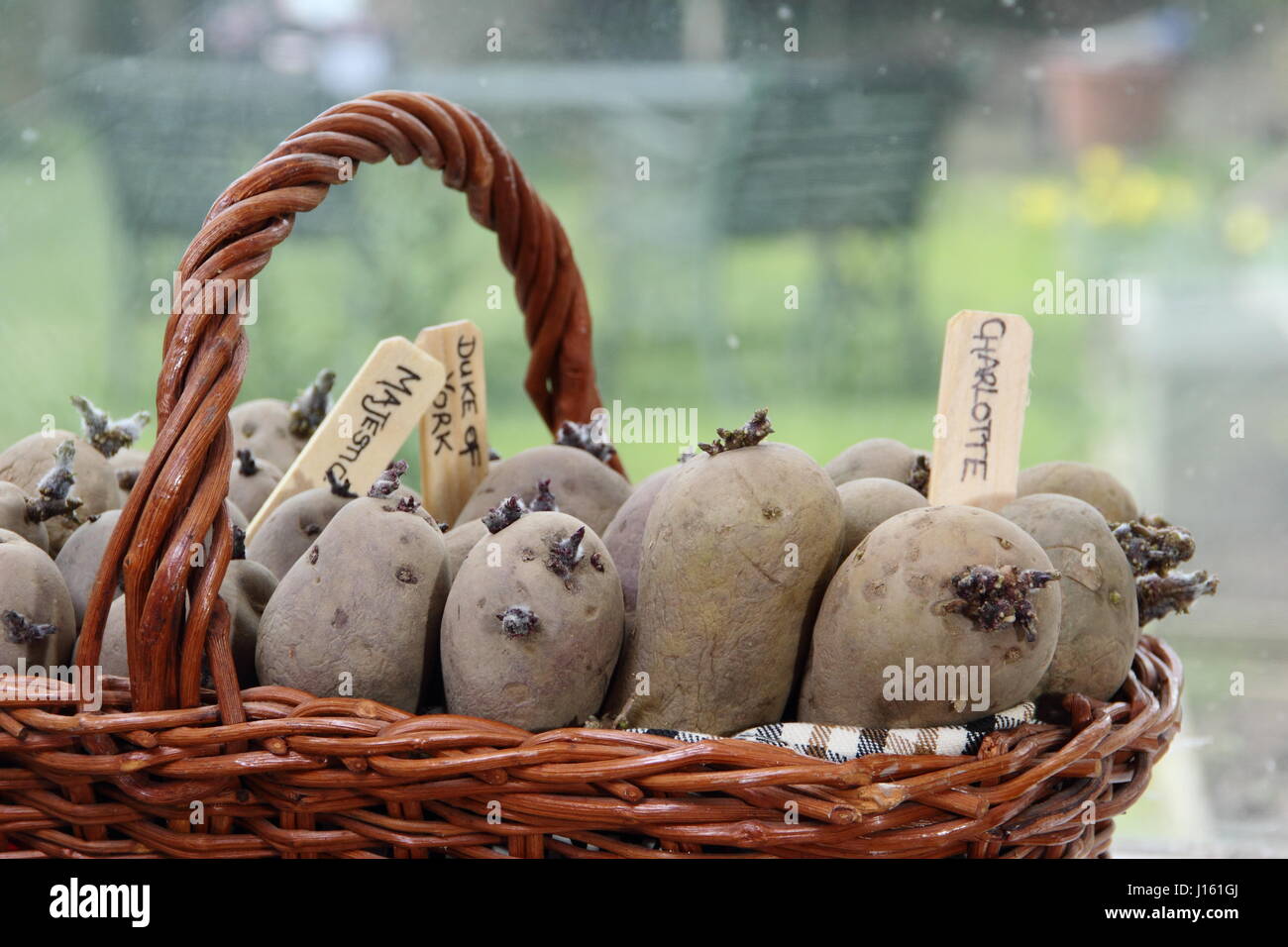 Seed potatoes 'Charlotte', 'Majestic' and Red Duke of York chitting on a wam sunny window siill in a basket for planting out in an English garden Stock Photo