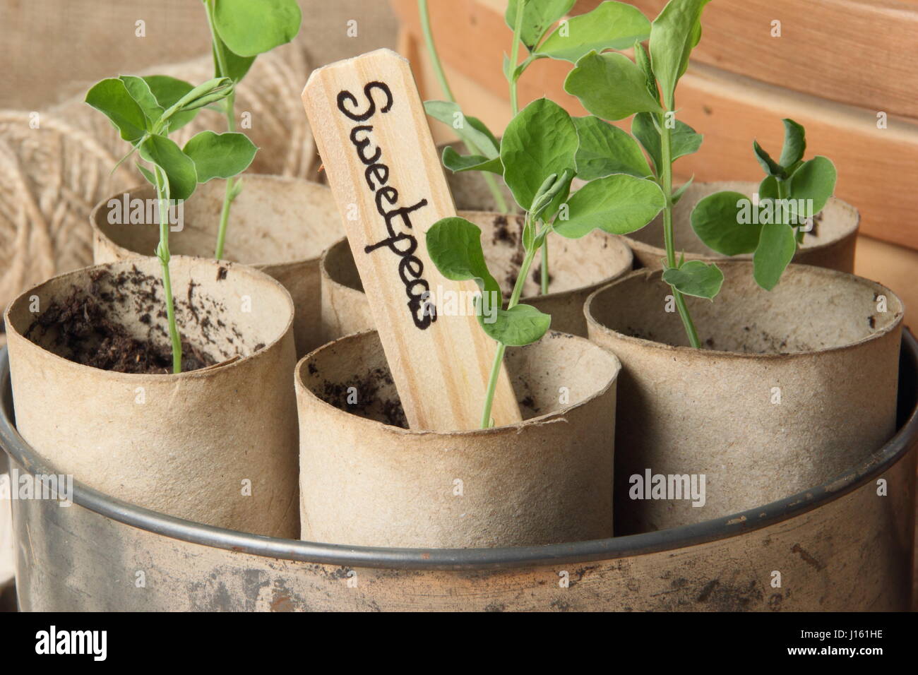 Young lathyrus 'Spencer' sweet peas sown in recycled toilet roll inners, grown on warm windowsill in vintage cake tin container ready for planting out Stock Photo