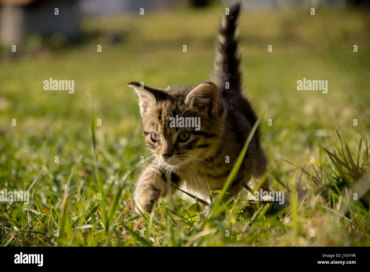 Kitten hunting outdoors in the autumn grass Stock Photo - Alamy