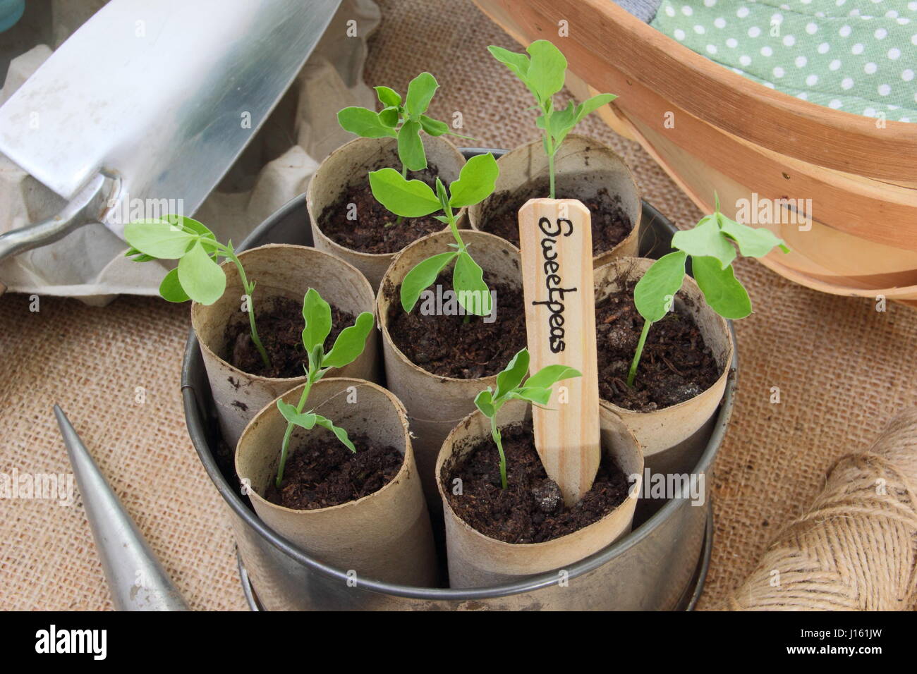Young lathyrus 'Spencer' sweet peas sown in recycled toilet roll inners, grown on warm windowsill in vintage cake tin container ready for planting out Stock Photo