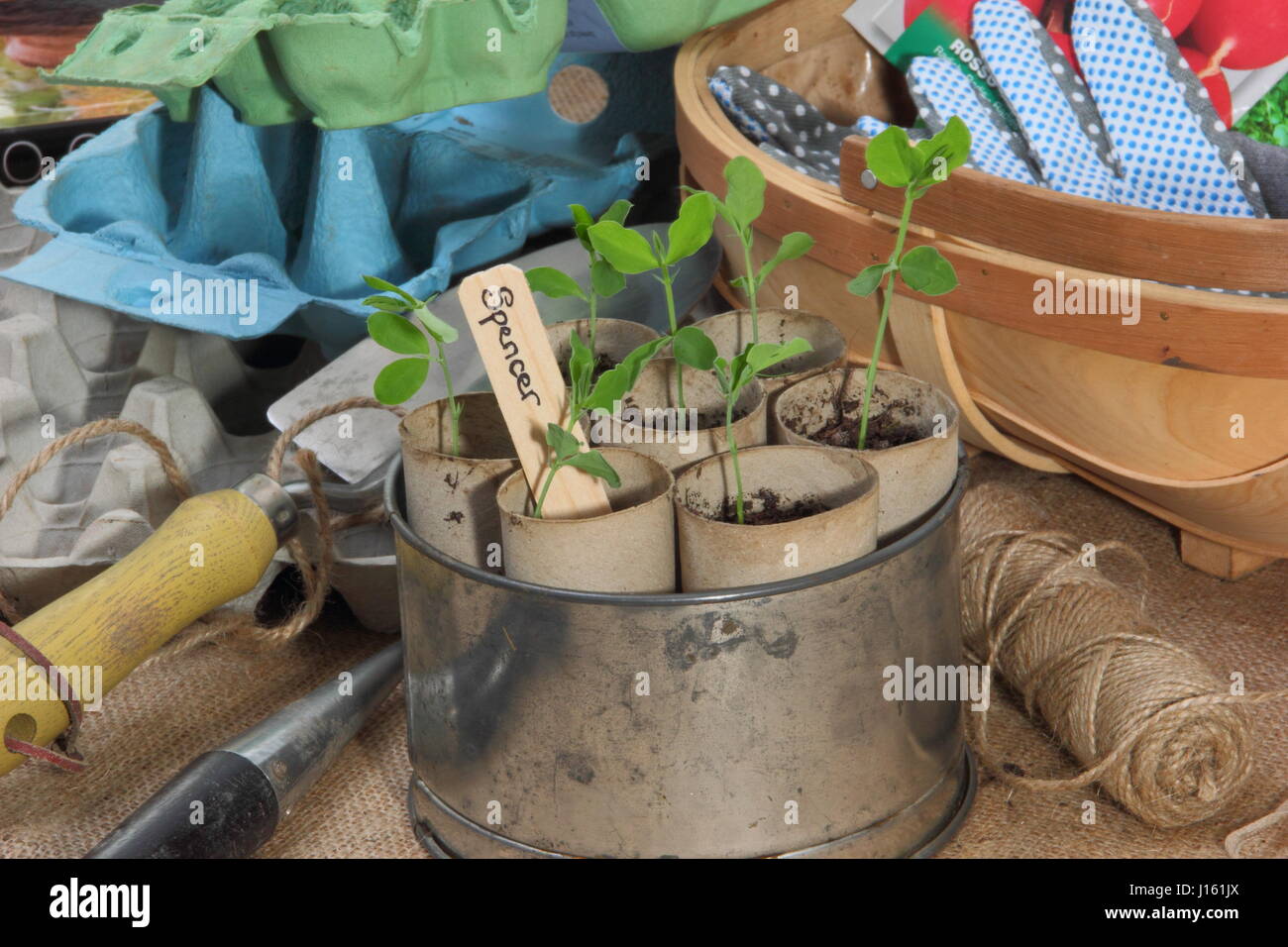 Young lathyrus 'Spencer' sweet peas sown in recycled toilet roll inners, grown on warm windowsill in vintage cake tin container ready for planting out Stock Photo